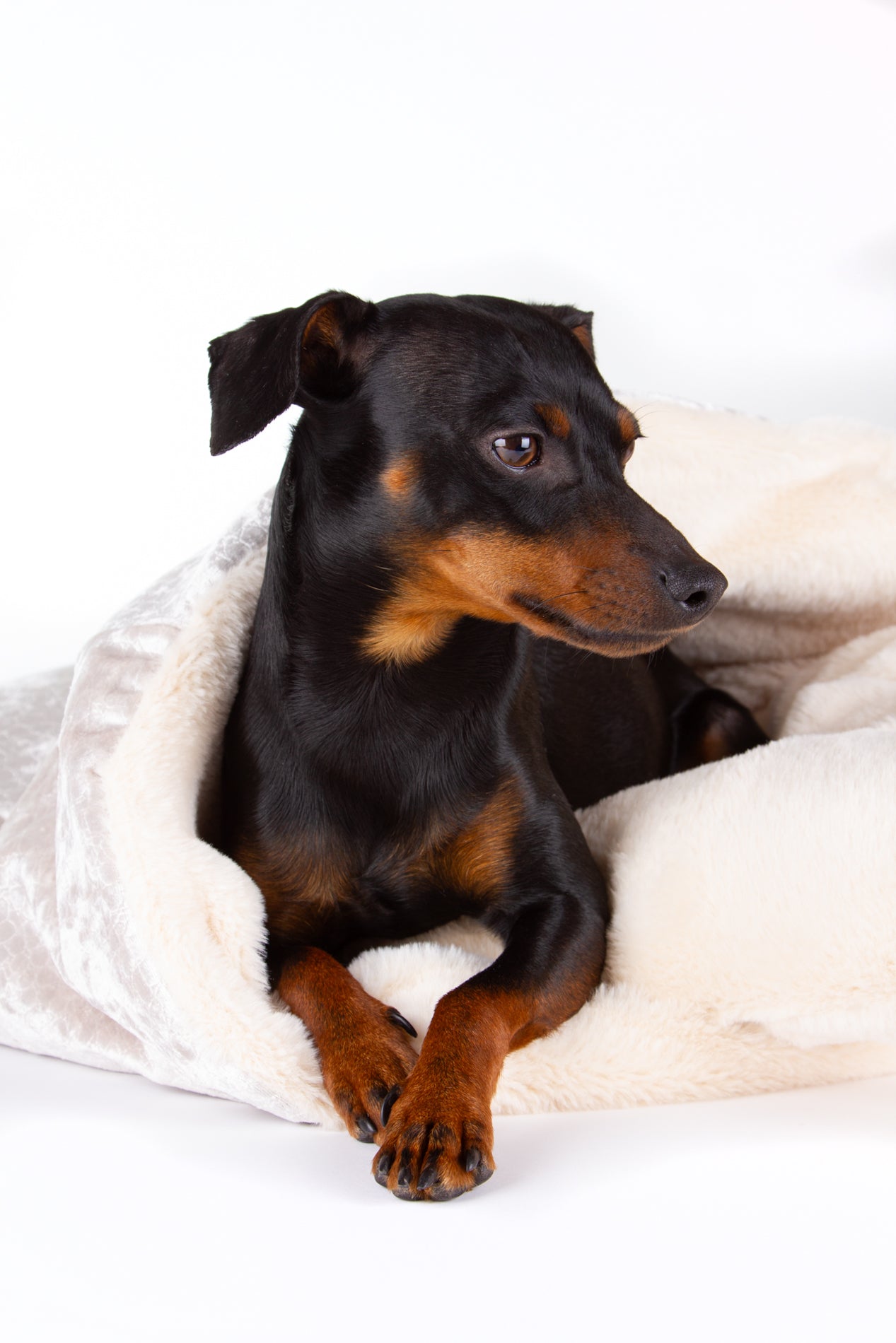 Kuschelschlafsäcke für kleine Hunde – Einzigartige Wohlfühloasen